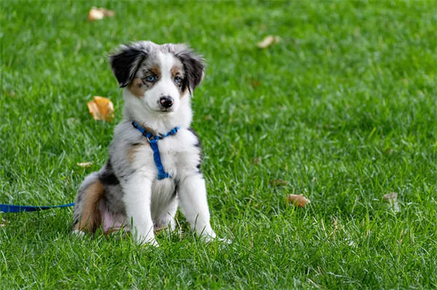愛犬のマナーを改善する「お願い」トレーニングのたった3つの簡単ステップ