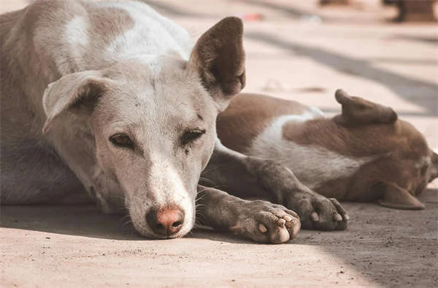 犬の平熱の基本と測り方を解説！知っておくべき5つのポイント
