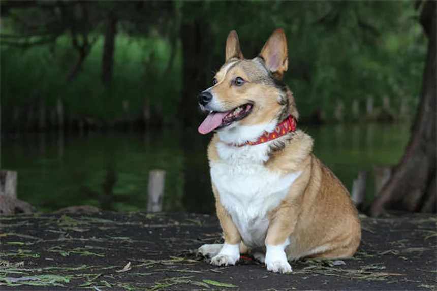 【獣医師監修】猫と犬で違う理由は？プレドニゾンとプレドニゾロンの副作用