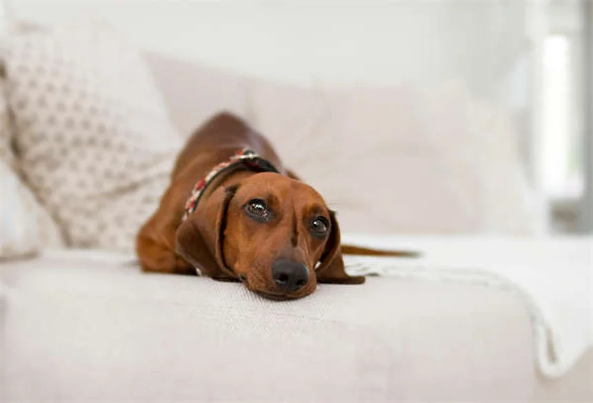 犬の呼び戻しトレーニング、成功する3つのコツを教えるよ