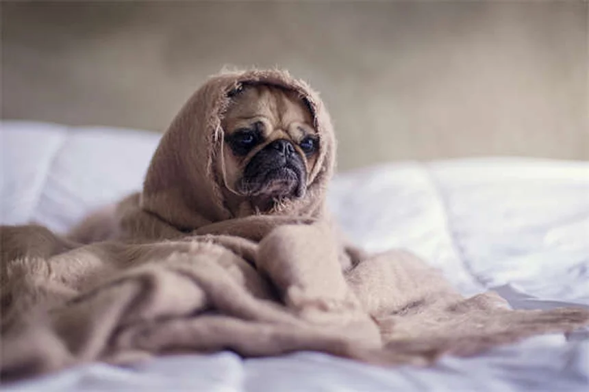 犬がご飯を食べない原因と今すぐ試せる5つの対処法