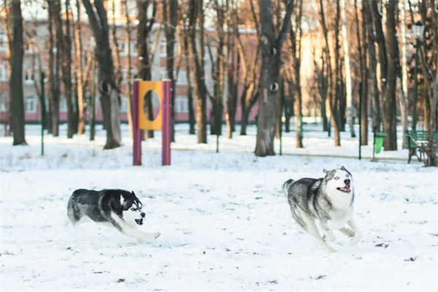 犬猫の便秘と肝臓病に効くラクツロースの正しい使い方