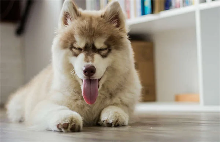 犬猫の便秘と肝臓病に効くラクツロースの正しい使い方