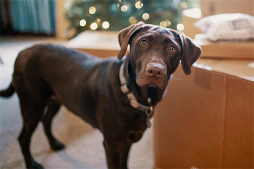 犬の肥満が命を縮める？知らないと危険な5つのサイン