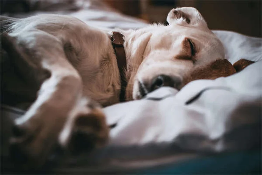 犬の方向感覚の秘密！嗅覚・視覚で帰宅する驚きの能力