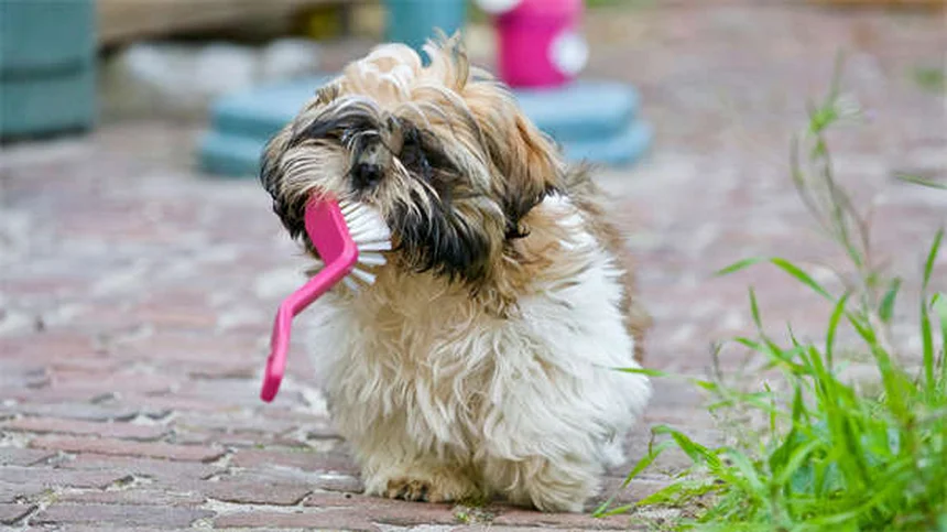 犬の方向感覚の秘密！嗅覚・視覚で帰宅する驚きの能力