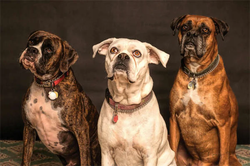 子犬の行動6つと意味を飼い主が知るべき完全解説