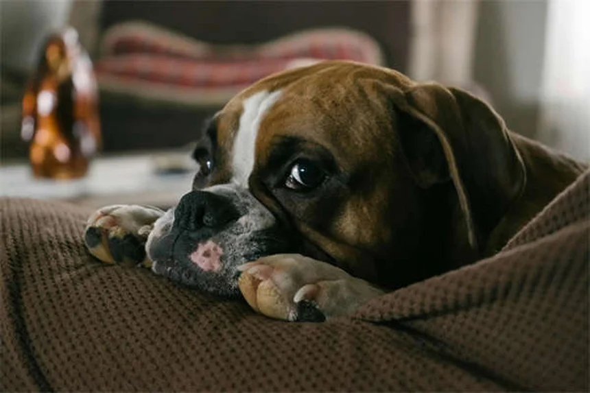 犬の副鼻腔炎の症状と原因を徹底解説！治療法と予防法も