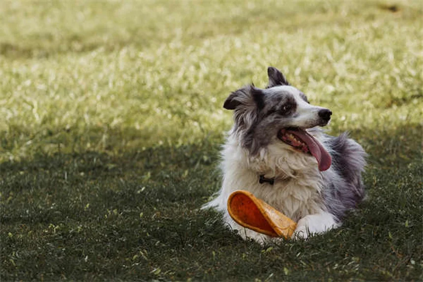 犬の副鼻腔炎の症状と原因を徹底解説！治療法と予防法も