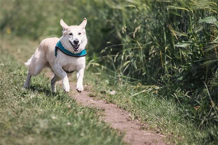 犬がドッグランを嫌がる理由と対処法、本当に大丈夫？