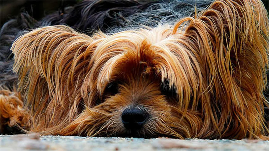 犬がドッグランを嫌がる理由と対処法、本当に大丈夫？