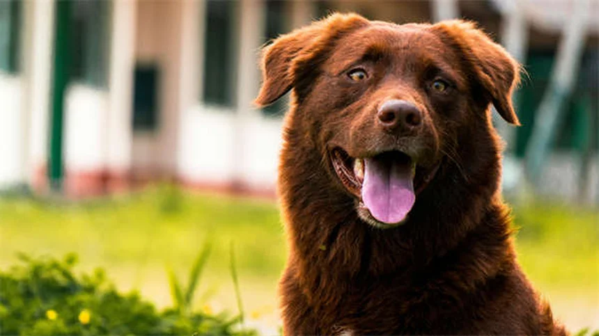 初めて犬を飼う人向け犬種21選と後悔しない選び方