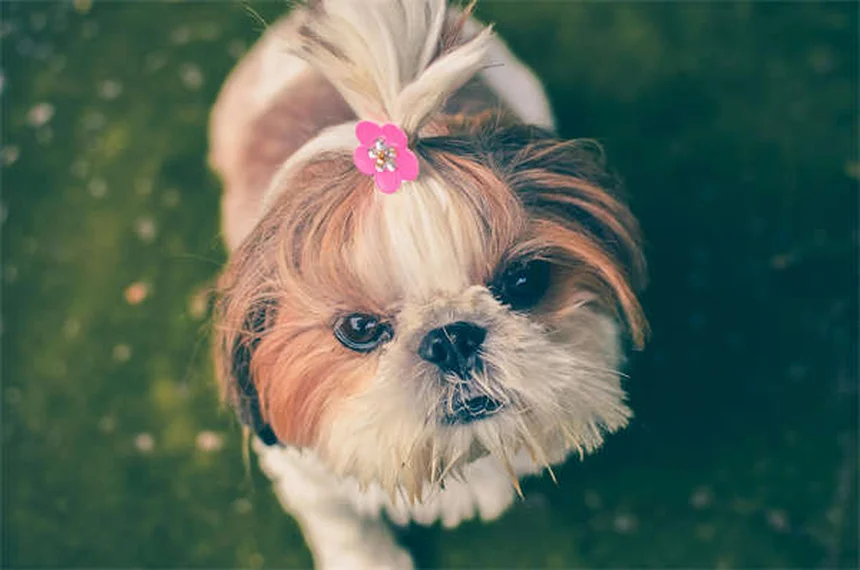 実は約30～40％が手術？犬の肩の怪我5選