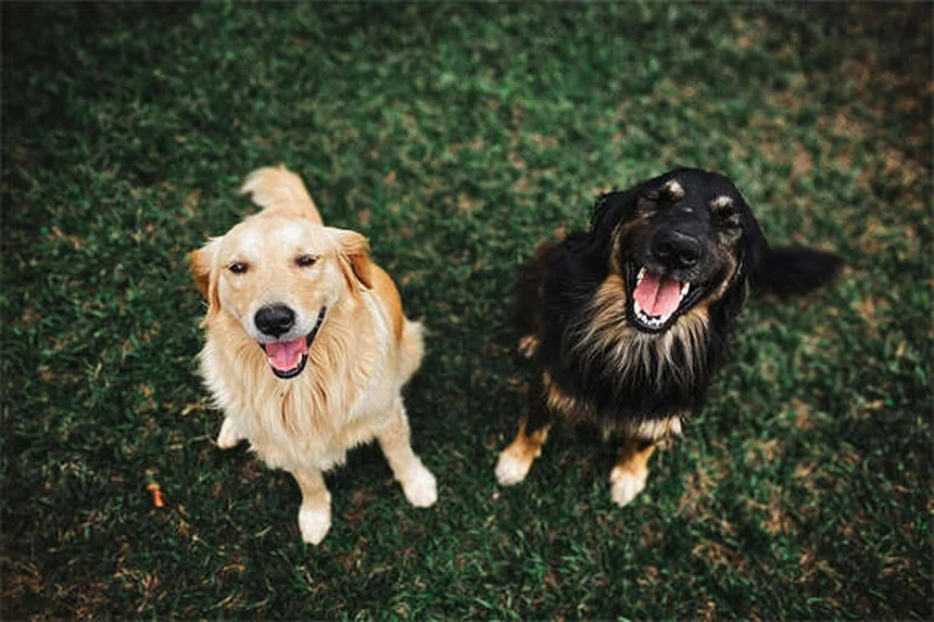 実は約30～40％が手術？犬の肩の怪我5選
