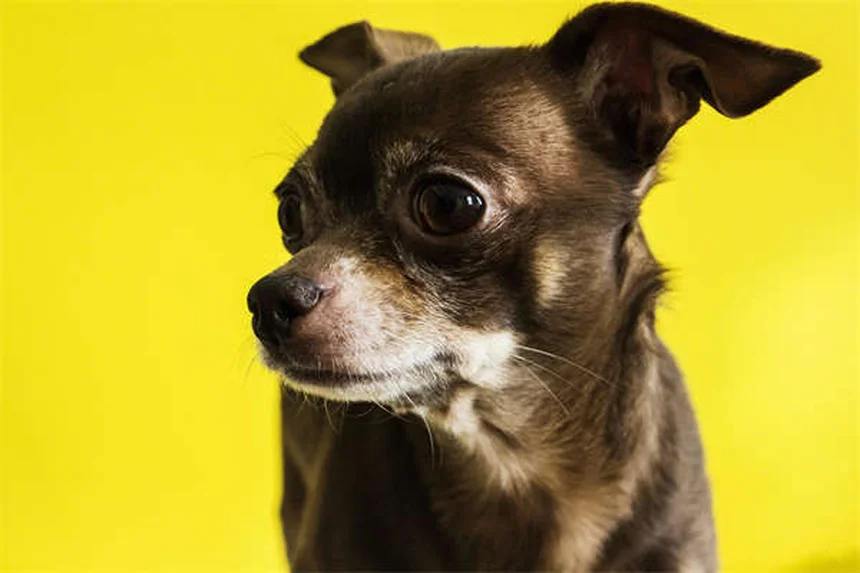 実は約30～40％が手術？犬の肩の怪我5選