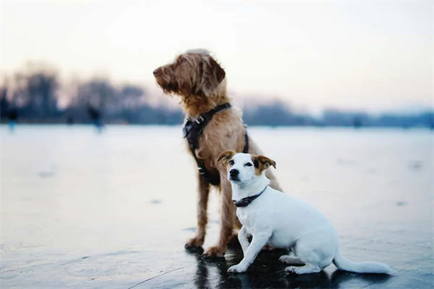 犬を叱るのは逆効果？褒めるだけで問題行動が改善する理由