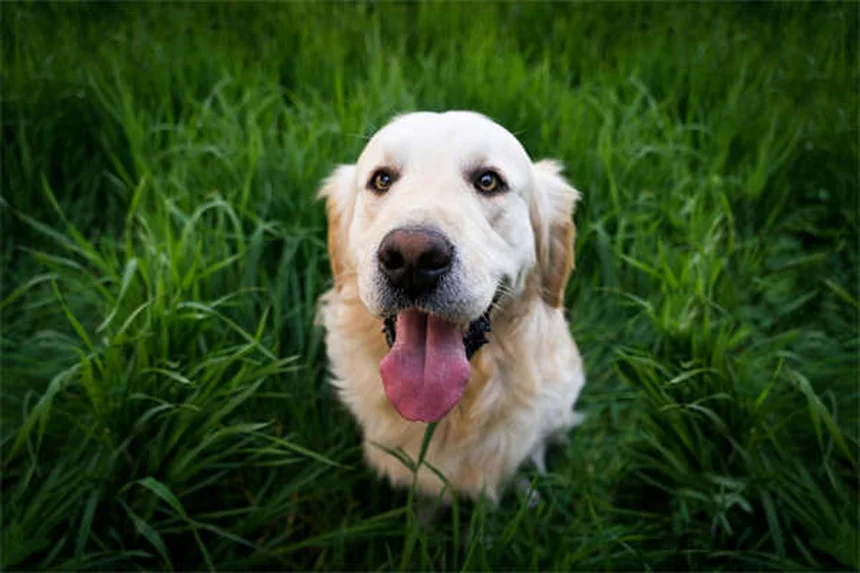 犬を叱るのは逆効果？褒めるだけで問題行動が改善する理由