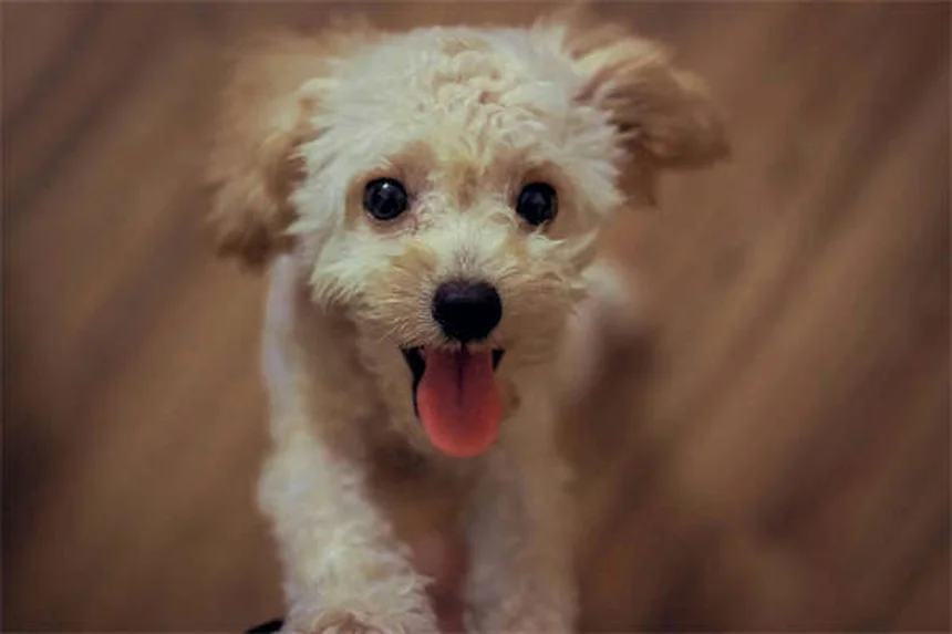 犬の睾丸腫瘍の症状と治療法を獣医師が解説