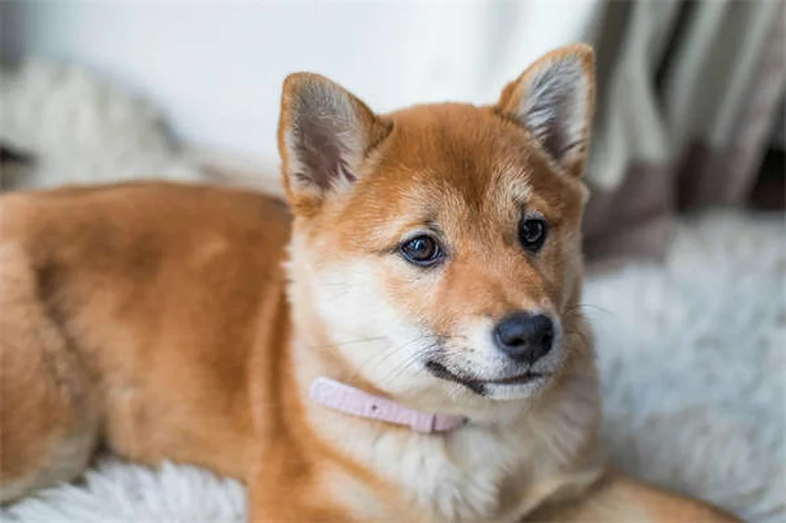 犬用処方薬の種類と安全な使い方 | 5つの代表薬を徹底比較