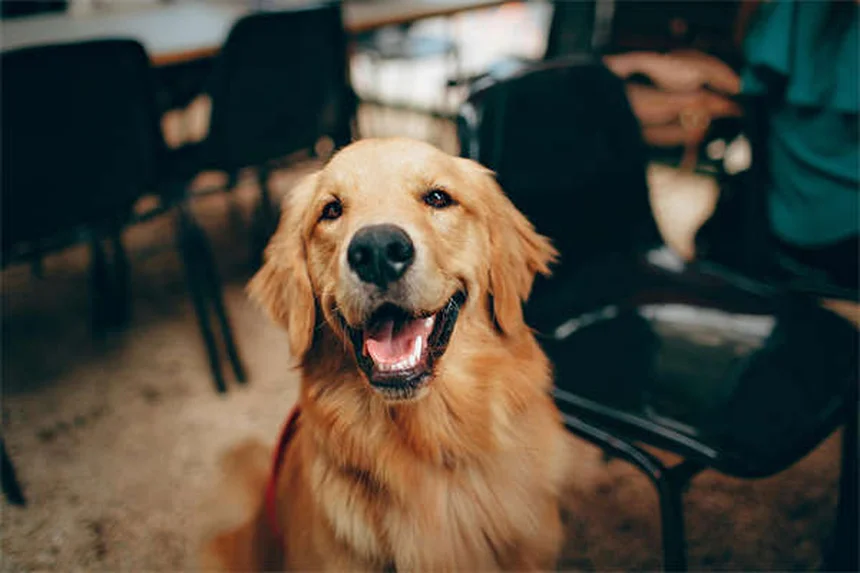 犬用処方薬の種類と安全な使い方 | 5つの代表薬を徹底比較