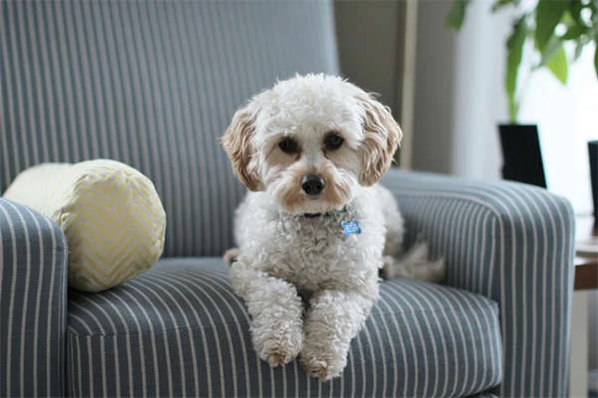 犬用処方薬の種類と安全な使い方 | 5つの代表薬を徹底比較