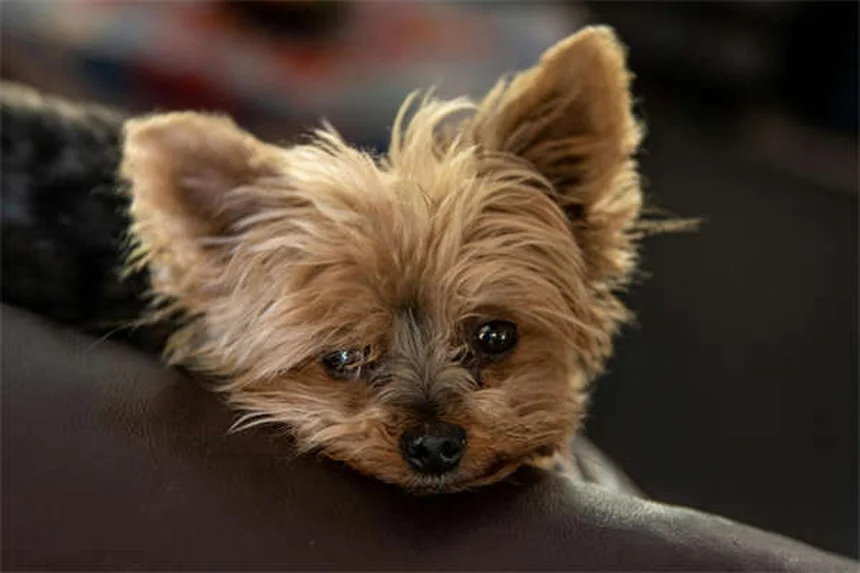 犬用処方薬の種類と安全な使い方 | 5つの代表薬を徹底比較