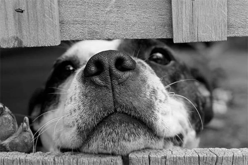 マタタビで猫は本当にハイになる？ 10分だけの自然な多幸感とその効果