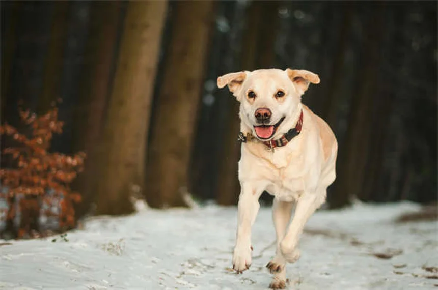 犬のお腹を撫でる理由と正しい撫で方、獣医師が解説
