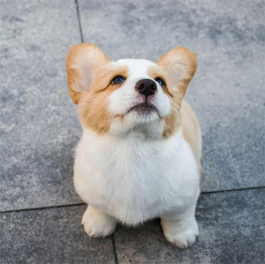 犬のお腹を撫でる理由と正しい撫で方、獣医師が解説