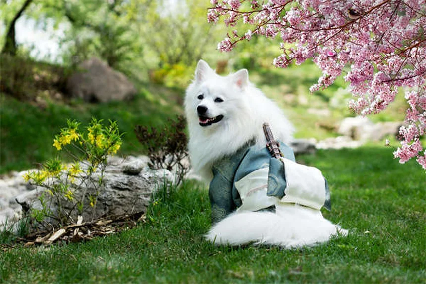 老犬のシニア期ケア完全ガイド：今日からできる5つの改善法