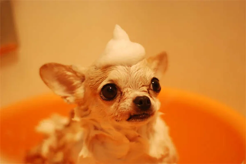老犬のシニア期ケア完全ガイド：今日からできる5つの改善法