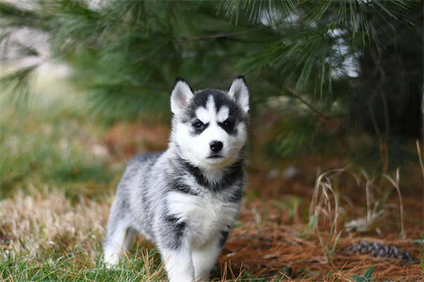 老犬のシニア期ケア完全ガイド：今日からできる5つの改善法