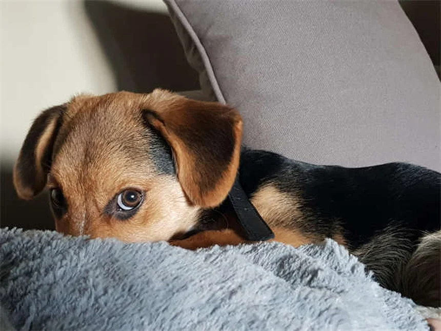 犬のアレルギーに効くホリスティック治療5選と自然療法の限界を解説