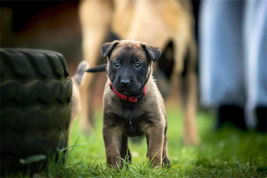 ペットのリハビリであなたの愛犬がたった1ヶ月で驚きの回復効果！最新の治療法とは？