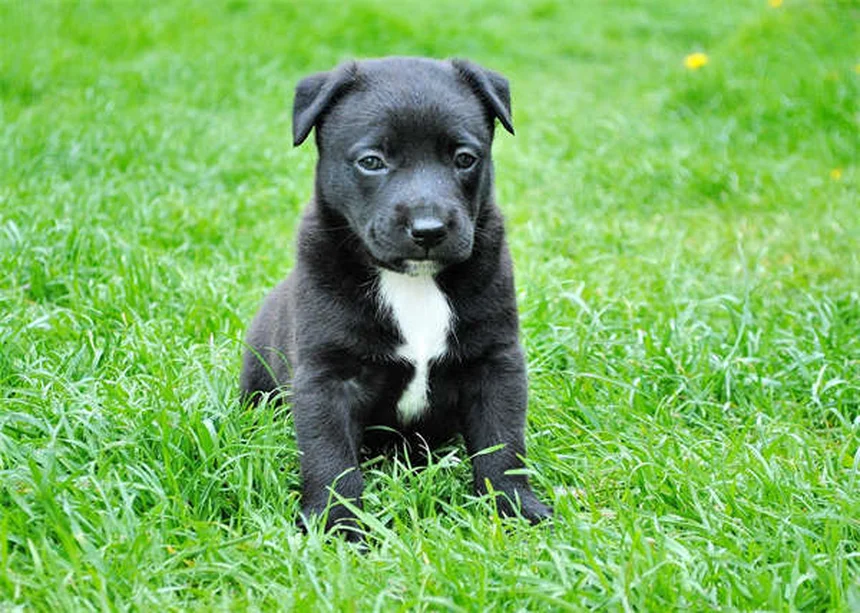 犬用ハーネスの安全性、知らないと危ないリスクと正しい選び方