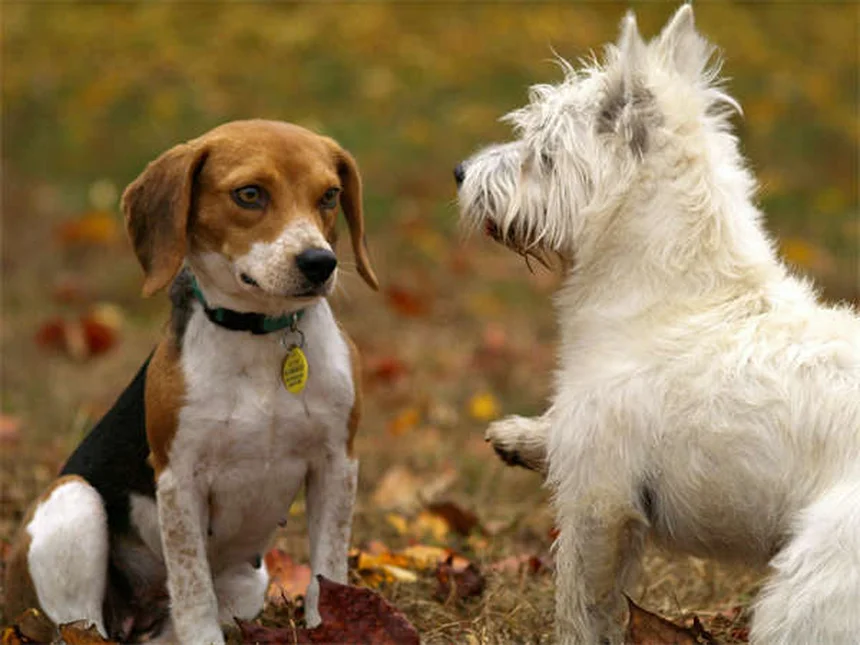 ドッグパークを嫌がる犬の理由と対策｜愛犬の気持ちを理解しよう
