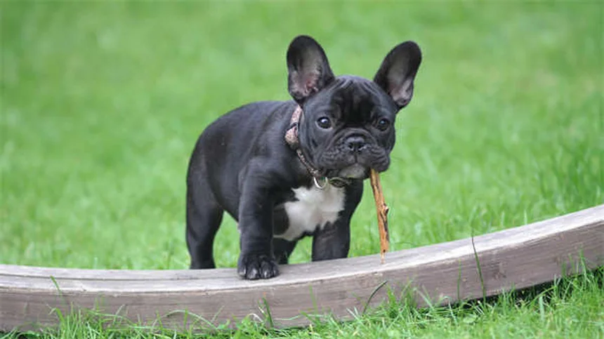 愛犬用ハーネスの使い方｜引っ張り防止に効果的な装着術とおすすめタイプ